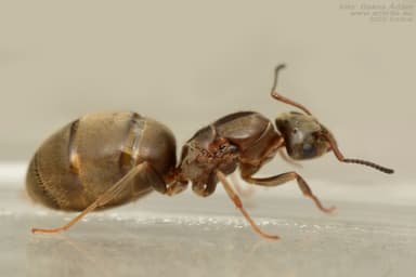 Lasius alienus — worker photo 96