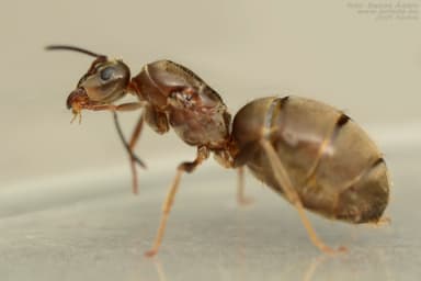 Lasius alienus — worker photo 97
