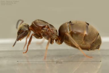 Lasius alienus — worker photo 98