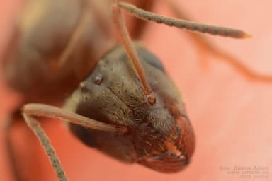 Lasius alienus — worker photo 99