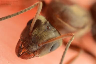Lasius alienus — worker photo 100