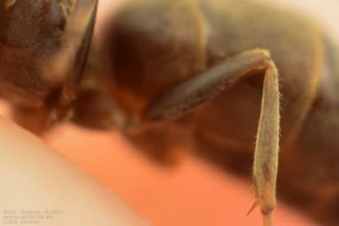 Lasius alienus — worker photo 102