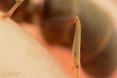 Lasius alienus — worker photo 103