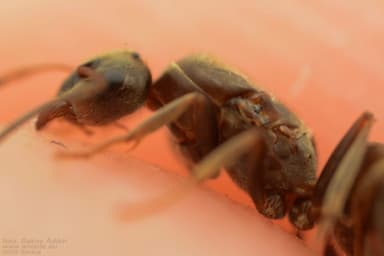 Lasius alienus — worker photo 104