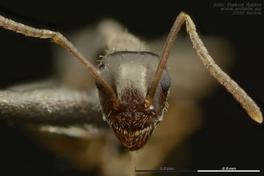 Lasius alienus — worker photo 105