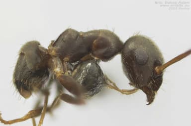 Lasius alienus — worker photo 107