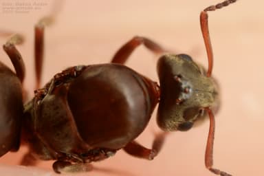 Lasius alienus — worker photo 108