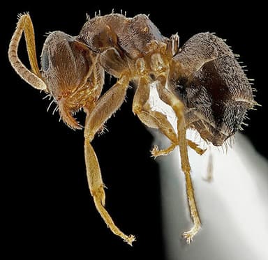 Lasius alienus photo 111