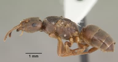 Lasius alienus — queen photo 2