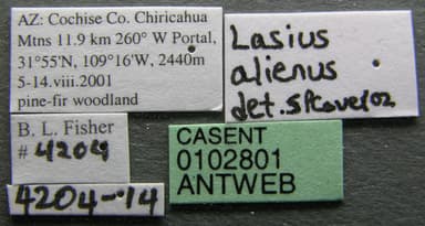 Lasius alienus photo 3