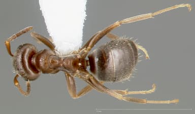 Lasius alienus — queen photo 4