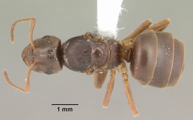 Lasius alienus — queen photo 5