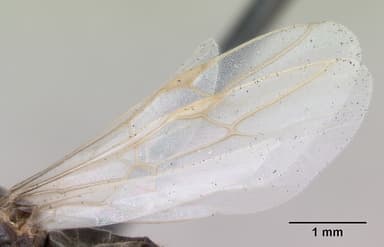 Lasius alienus — queen photo 7