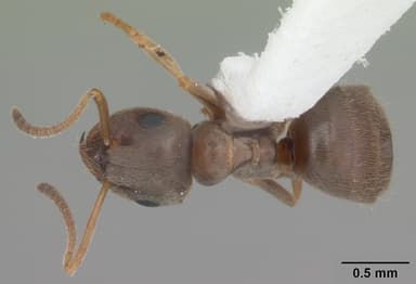 Lasius alienus — queen photo 8