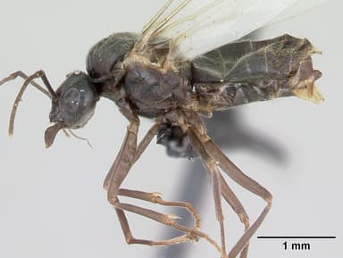 Lasius alienus — queen photo 9