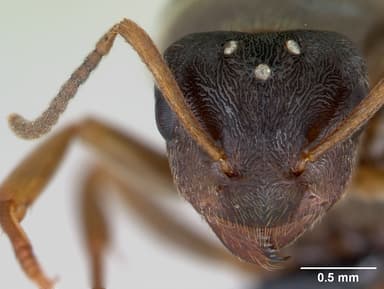 Lasius alienus — queen photo 10