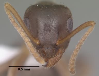Lasius alienus — queen photo 11