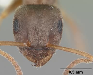 Lasius alienus — queen photo 12