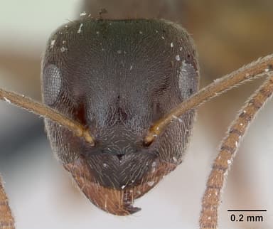 Lasius alienus — queen photo 13