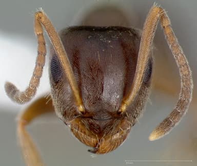 Lasius alienus — queen photo 14