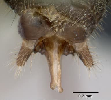 Lasius alienus — queen photo 15