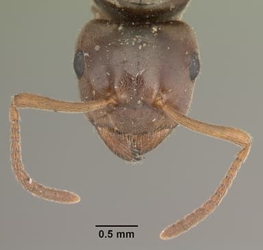 Lasius alienus — queen photo 16