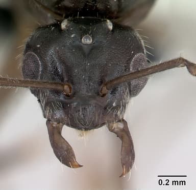 Lasius alienus — queen photo 17