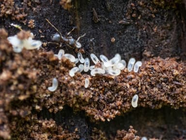 Lasius americanus photo 1