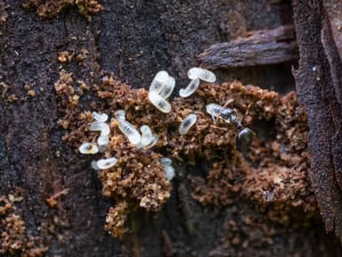 Lasius americanus photo 2