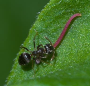Lasius americanus photo 4