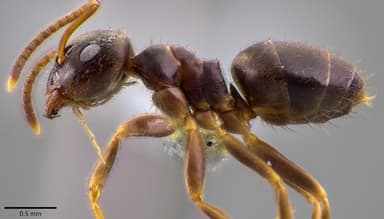 Lasius americanus photo 6