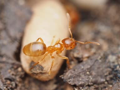 Lasius brevicornis — colony photo 1