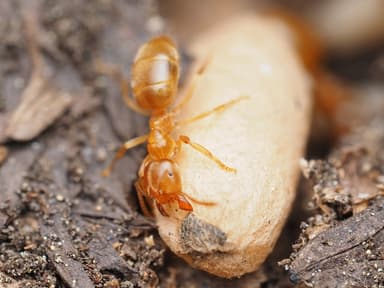 Lasius brevicornis — colony photo 2