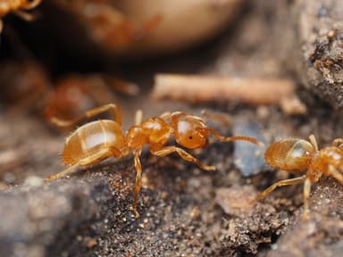 Lasius brevicornis — colony photo 3