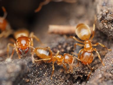 Lasius brevicornis — colony photo 4