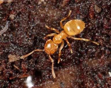 Lasius brevicornis photo 5