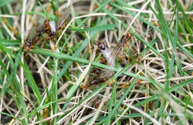 Lasius brevicornis photo 6