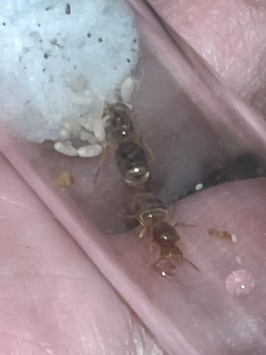 Lasius brevicornis photo 7