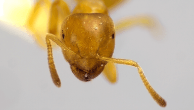 Lasius brevicornis photo 13