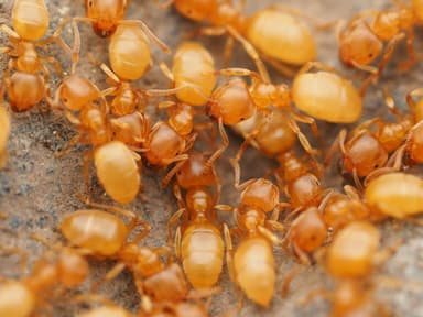 Lasius brevicornis photo 14