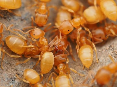 Lasius brevicornis photo 15