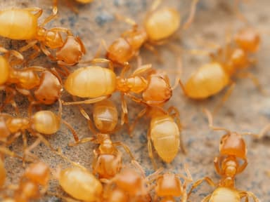 Lasius brevicornis photo 16