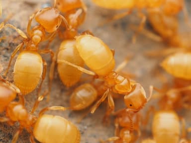 Lasius brevicornis photo 17
