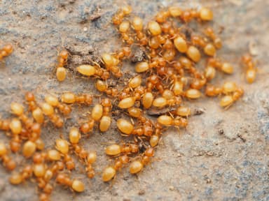 Lasius brevicornis photo 18