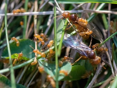 Lasius brevicornis photo 19
