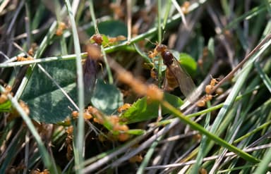 Lasius brevicornis photo 22