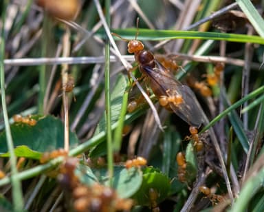 Lasius brevicornis photo 23