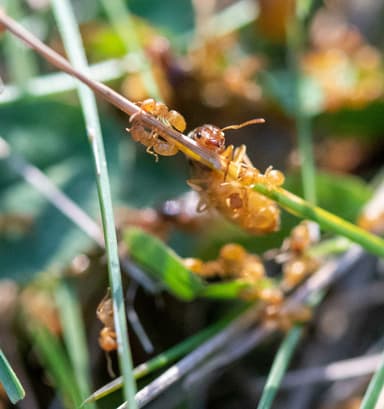 Lasius brevicornis photo 27