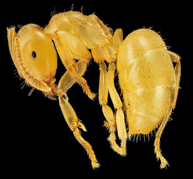 Lasius brevicornis photo 29