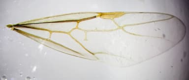 Lasius brevicornis photo 31